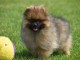 A adopté chiot spitz allemand femelle