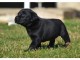 Adorable chiot Labrador à donner 