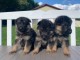 Magnifique chiots berger allemand lof agé de trois mois a donné