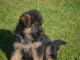 Chiots berger allemand femelle/mâle agé 3 mois a donné