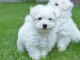 Magnifiaue Chiots Bichons Maltais