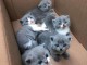 Chatons Bengal a donner