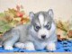 Chien adopté disponible