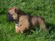 Chiot Bouledogue Français lof a donner