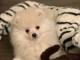 Chiot spitz allemand nain femelle