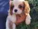 A donner chiot cavalier king charles spaniel femelle