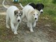 Chiots Barzoi Adoption