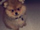  Très jolis chiots spitz nain