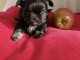 chiots chihuahua pure race