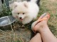 adorables chiots spitz nain