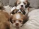 adorables chiots shih tzu dispo