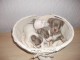 jolies chiots chihuahua dispo