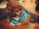 Magnifiques chiots chow chow