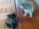 Chatons sevrés male et femelle