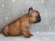 Chiot bouledogue français mâle rouge fauve