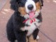 Chiot bouvier bernois trois mois