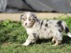 Offrez chiot berger australien femelle non lof