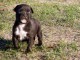Chiot american staffordshire terrier lof a donner