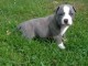 chiot americain starffordshire terrier trois mois
