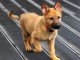 chiot berger allemand trois mois