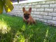 A donner bouledogue français femelle non lof