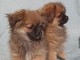 Peek-A-pom chiots à vendre