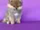 Spitz de Poméranie chiots à vendre