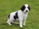 Chiot Epagneul Français à donner 
