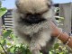 Spitz de Poméranie chiot