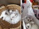 Chatons Sacré De Birmanie sont disponibles de suite