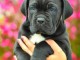 Cane Corso chiots à vendre
