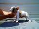 Bulldog français chiots à vendre