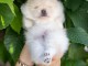 Spitz de Poméranie chiots