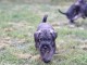 Schnauzer standard chiots à vendre