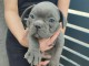 Bulldog français chiots à vendre
