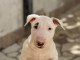Bull terrier chiots à vendre