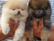 Poméranien chiots à vendre