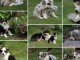 Magnifiques chiots berger australien