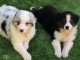 Chiots Bergers australien LOF