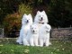 Chiots type Samoyède....
