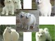 chiots samoyede  mâle et  femelle..