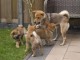 Chiots Shiba Inu Mâle Et Femelle..