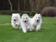 Chiots samoyede..........