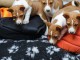 Magnifique chiot Basenji à adopter