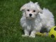 Jolie chiot bichon maltais femelle a donner