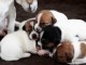 Sublimes Chiots Jack Russel Pure Race