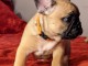 A donner chiot bouledogue français femelle