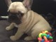 A donner chiot bouledogue français femelle