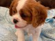 Magnifique chiot recherche famille d