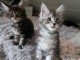 Chatons main coon disponibles  